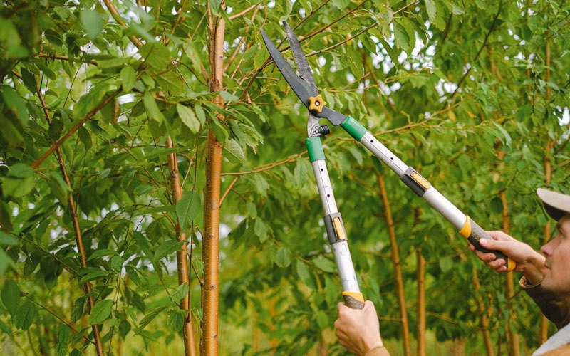 Tree trimming in Happy Valley, OR